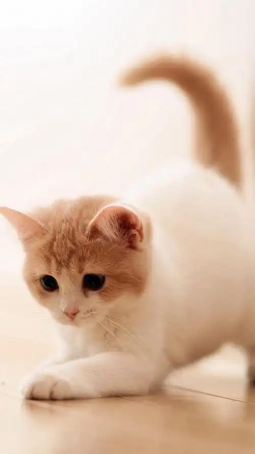 可爱萌宠小猫咪