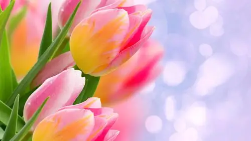 壁纸 粉红色的郁金香,鲜花,散景,眩光 3840x2160 uhd 4k 高清壁纸