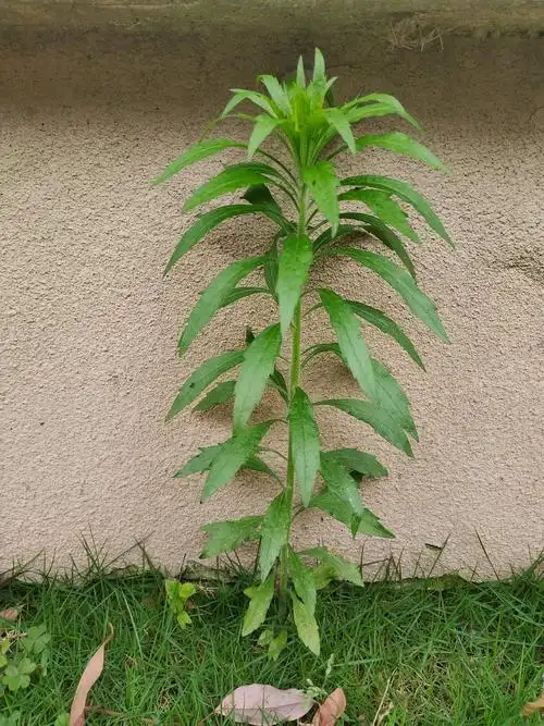 飞蓬大飞蓬小飞蓬小蓬草?