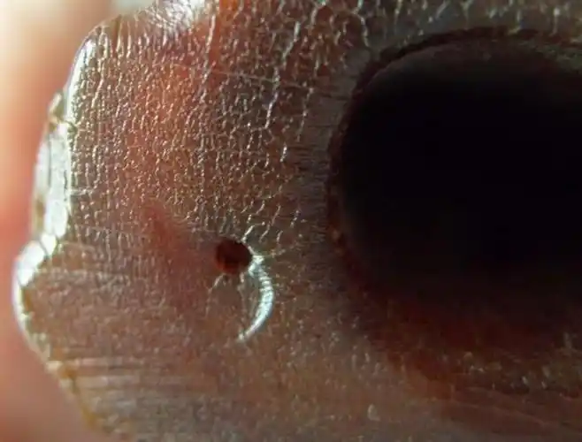 下为图为明代苏门答腊犀雕件底部横截鱼籽纹路下图可看清纵切面竹丝纹