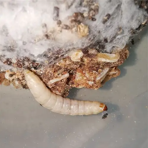 对于体态娇小的孔雀螳来说,这只大蜡螟幼虫似乎太大了.    董立坤 摄