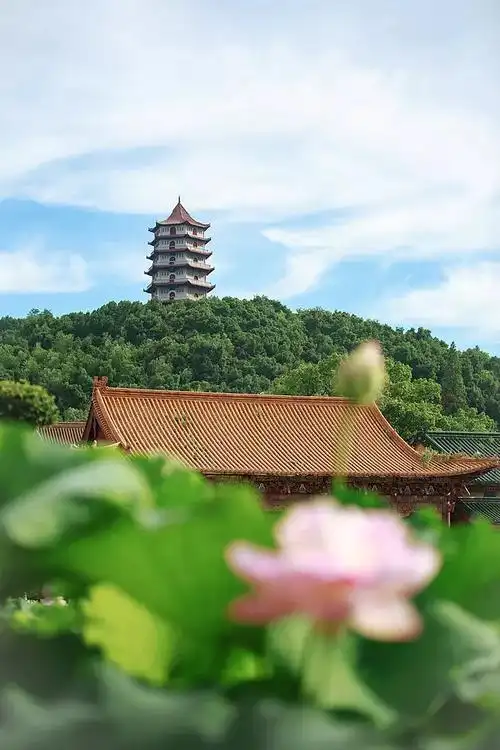 七宝池中菡萏馨一一东林千年莲香醉人
