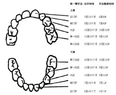 乳牙几岁到几岁换
