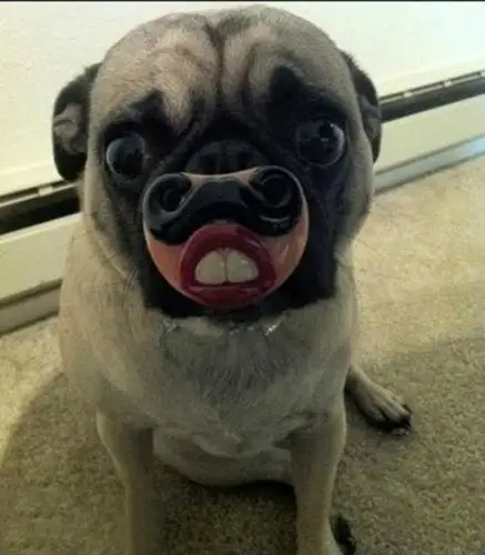 有料搞笑动物之动物们的新式装备酷毙了