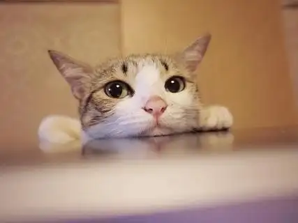 德国一户人家半夜起火猫咪叫声救全家性命