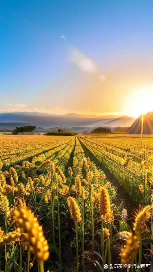 金色麦田壁纸90,美化你的手机屏幕!