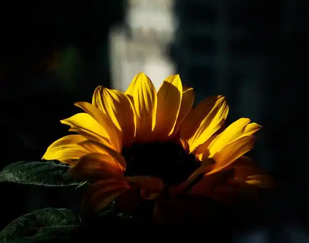 明明亮亮的快乐呀