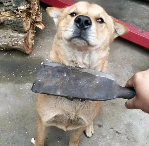 养狗人都会把狗当成自己的宝贝来养,全心全意照顾,那狗狗是如何看待你