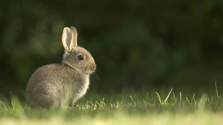 原创属兔人婚姻是大事选对人可以保证一生富贵