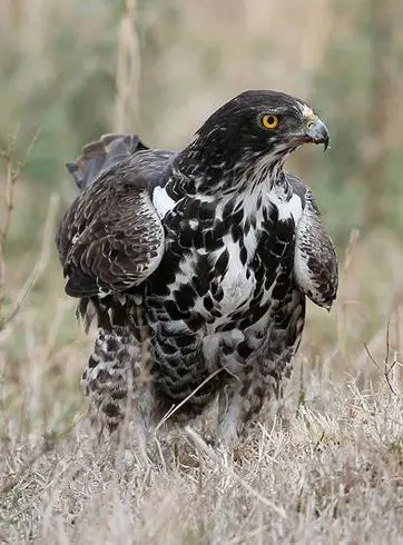 隼形目·鹰科·雕亚科:艾氏隼雕