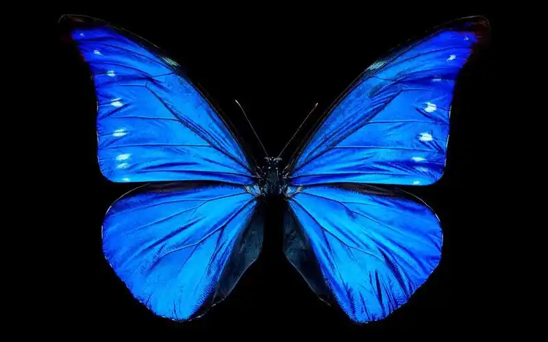 梦幻美丽蝴蝶壁纸_超好看唯美蝴蝶