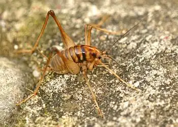 学名 stove grasshopper 别    称 灶马