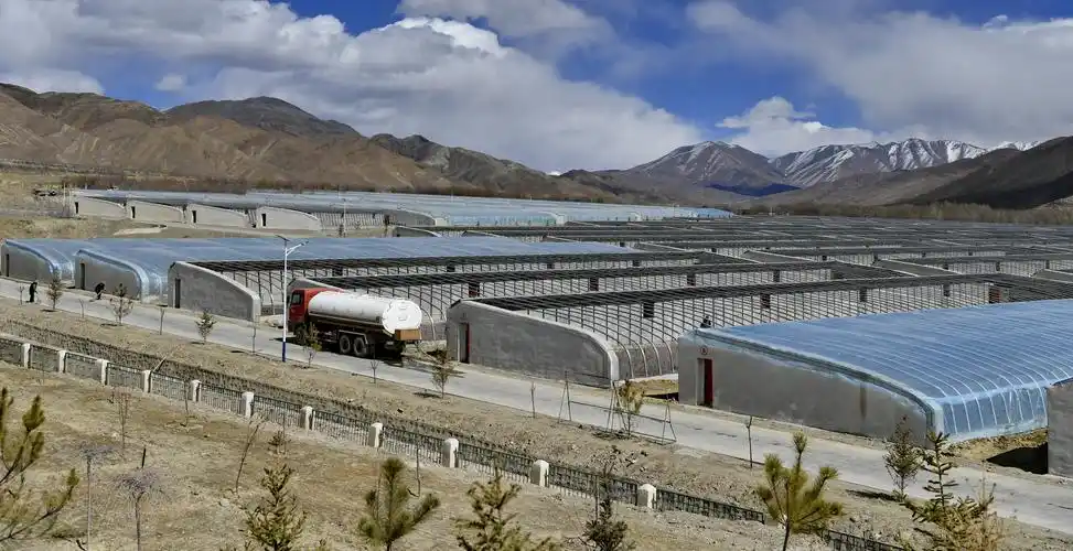 西藏江孜:发展沙棘产业助脱贫(1)