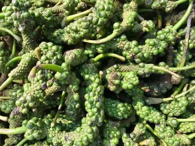 打开网易新闻 查看精彩图片芦子众人皆知西南地带好吃一口木姜子,但木