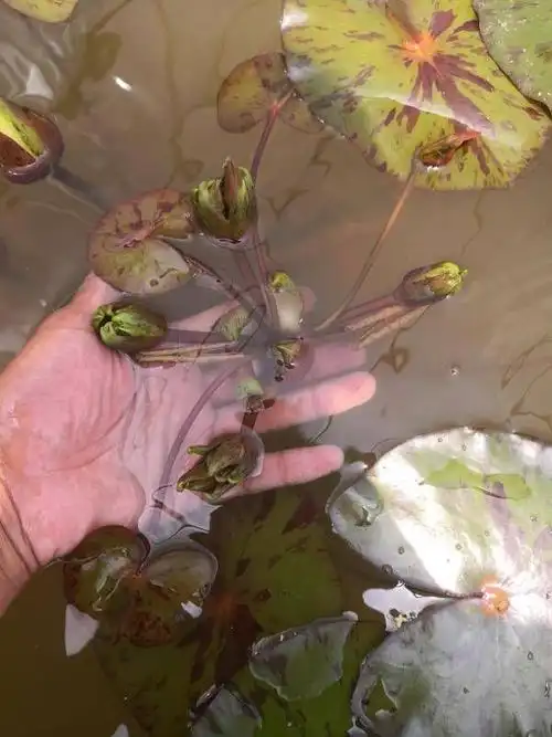 睡莲的繁殖方式