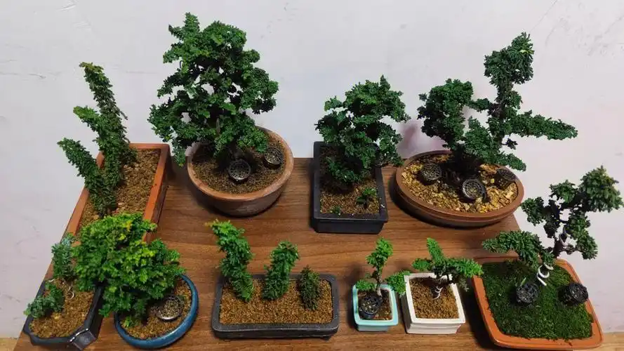 石化桧  #日本小盆栽  #盆栽  #微景观