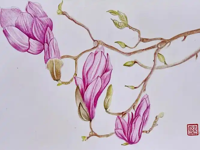 彩铅画辛夷附详细步骤图色号