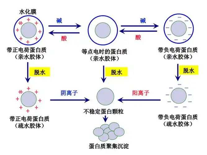 蛋白质核酸沉淀分离技术