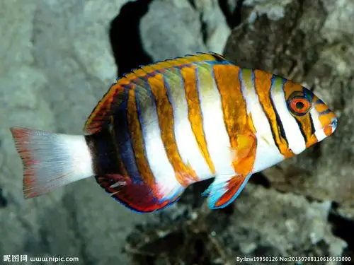 rgb10共享分关 键 词:海底世界 海底 海底素材 海底生物 海洋生物鱼