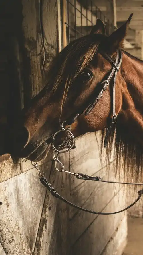 壁纸 棕色的马,停留,窗口 2560x1600 hd 高清壁纸, 图片, 照片