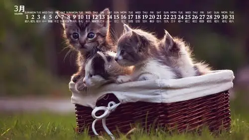 2020年3月可爱猫咪图片日历壁纸