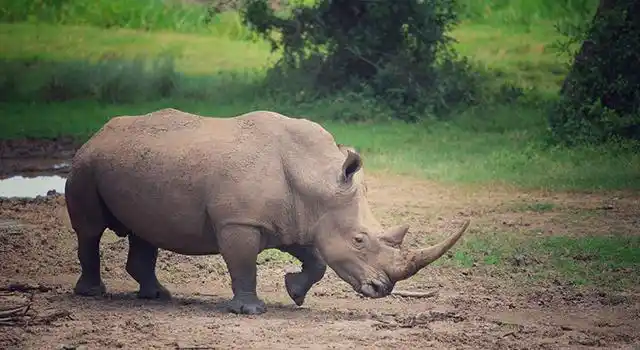 肯尼亚丨纵横驰骋非洲大草原,水-陆-空全方位观赏500多种野生动物,给