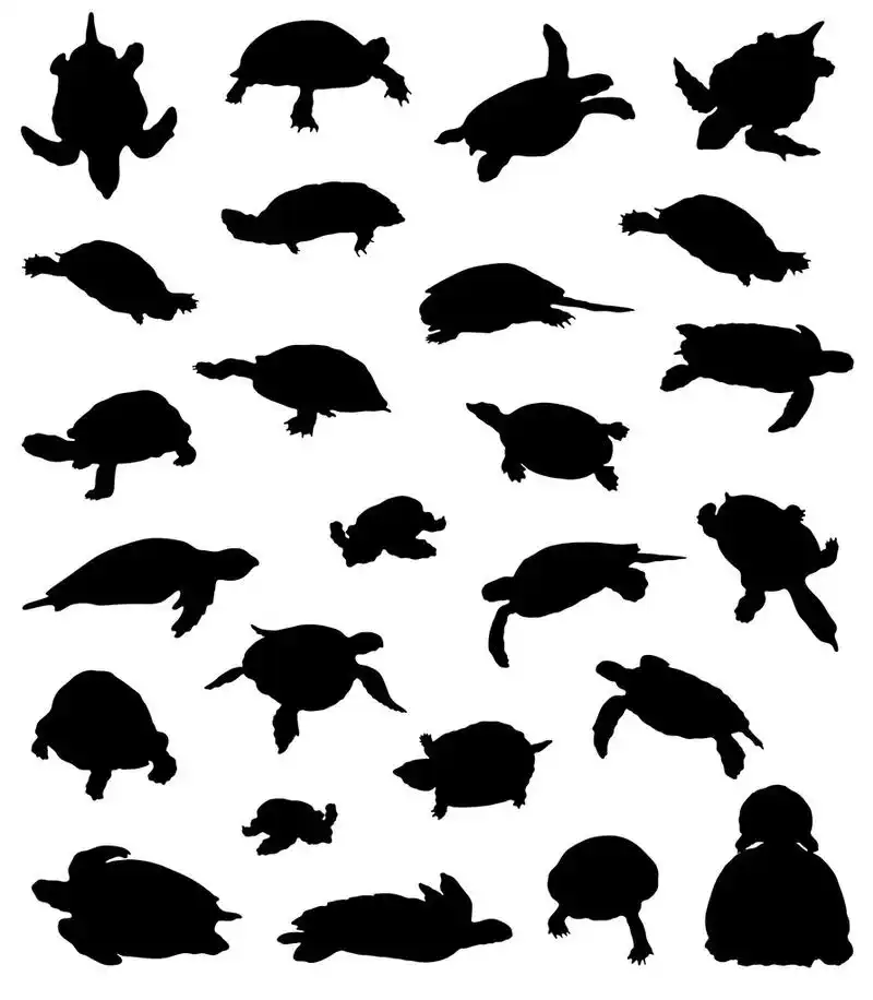 海龟剪影的大集合,在白色背景上的海龟剪影的大集合