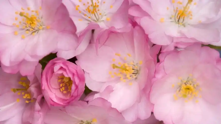 > 粉色背景宽屏高清壁纸(1920x 1080)