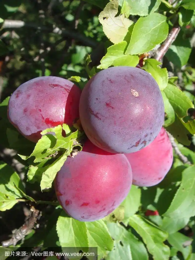 红梅果实长在枝头,绿叶在花园里.李子在树枝上.