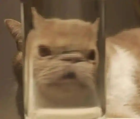 此猫明明眉清目秀,怎地隔了杯水就长得贼眉鼠眼的了?