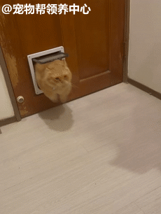 两只猫咪好像把小门当成了新玩具,兴奋地玩起躲猫猫,来回暴冲把门撞得