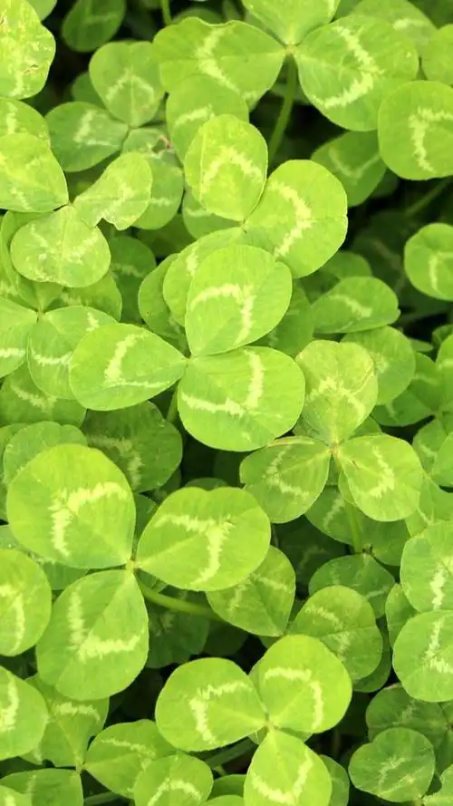 三叶草绿色护眼植物锁屏