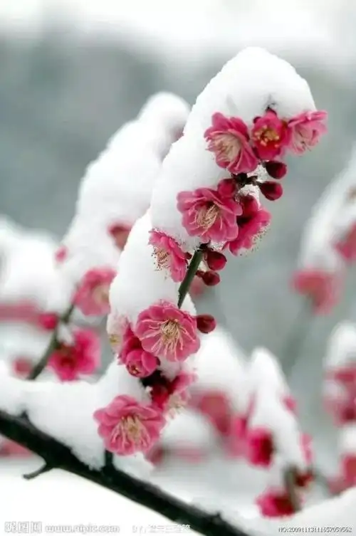 「随笔」雪后观梅|腊梅|傲雪|弄影|曲水|瑞雪_网易订阅