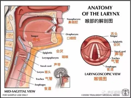 歌唱技巧干货歌唱时声带的正确发声状态建议收藏