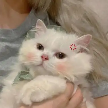 很软萌的小猫头像可爱温柔的萌宠头像很洋气很好看的萌宠小狗头