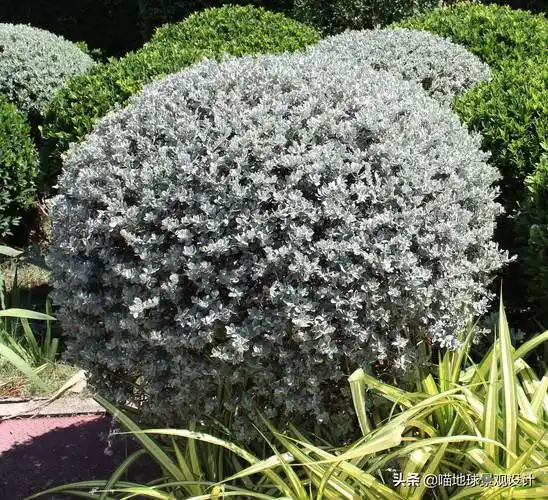 常见灌木(35种常见的球类灌木植物)_好房365