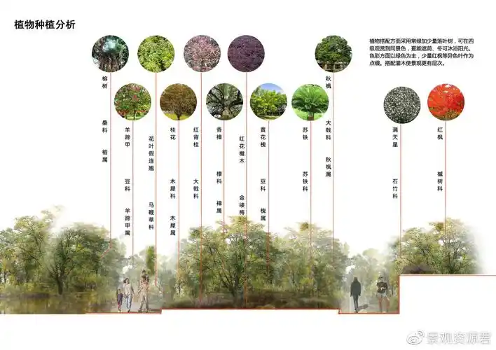 每日资源分享景观植物分析图psd