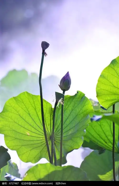 荷花莲花青莲荷韵图高清图片下载_红动网