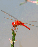 红蜻蜓太不好逮了!