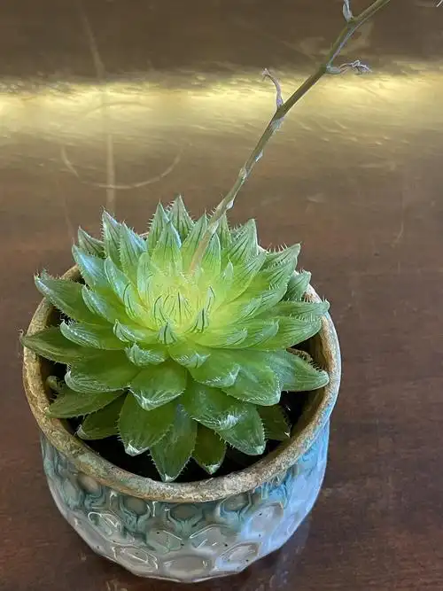 玉露养两年了多次开花