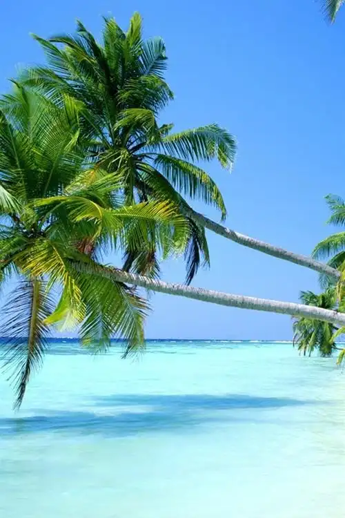iphone 壁纸 与海水亲密接触的椰树