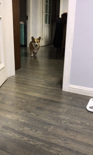 看铲屎官走路一瘸一拐的,柯基竟然.