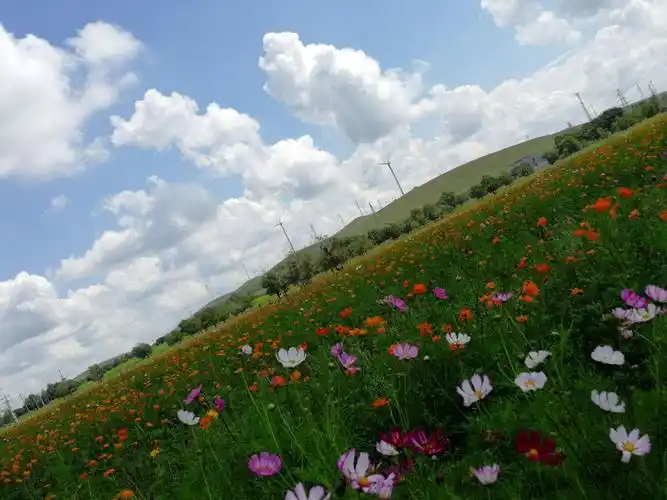 醉美五花草甸-----手机随拍