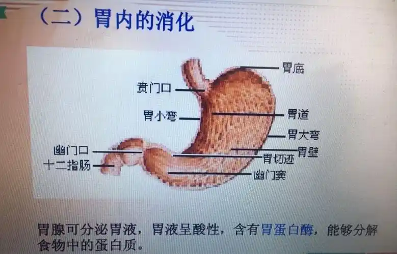 胃内的消化