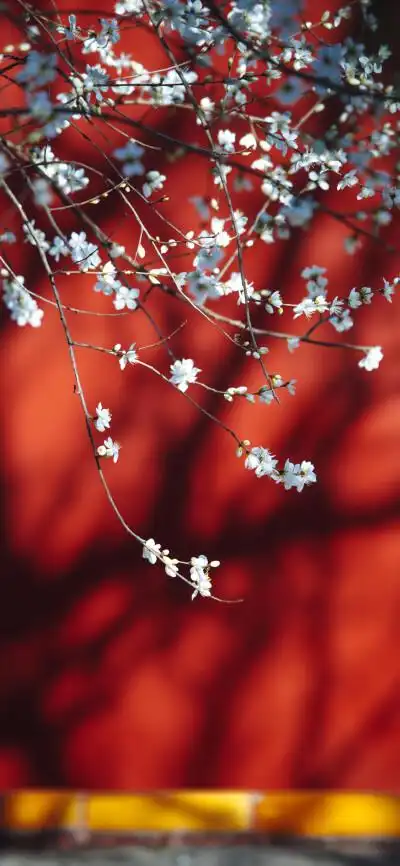 故宫宫墙红典雅中国红壁纸来源:故宫博物院官网