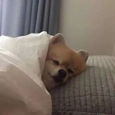 哈士奇头像高清搞笑图片微信狗狗头像大全