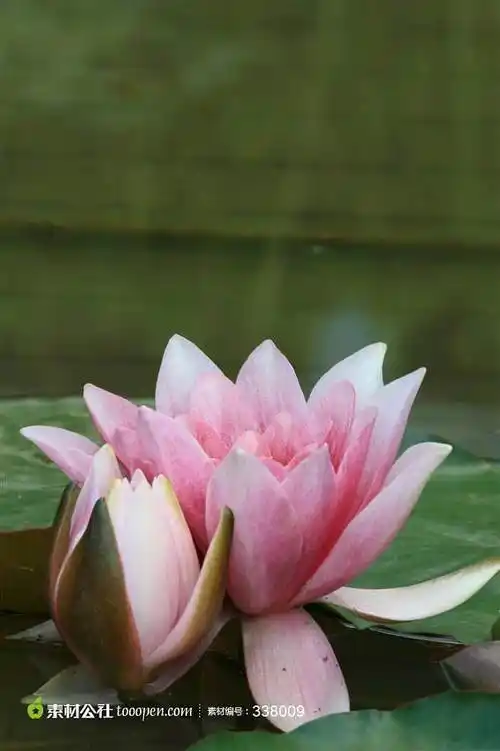 湖面上两朵荷花盛开的唯美高清图片