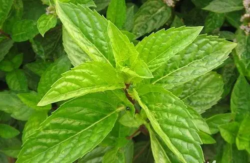 山薄荷的功效与作用