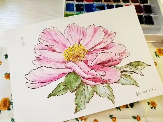 手绘花草植物芍药花