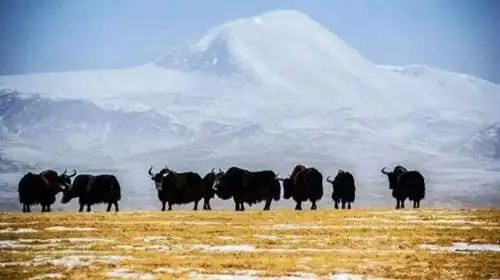 【生态玉树】3000米以上高寒地区,成就每一头青海牦牛